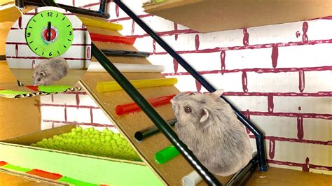 hamster obstacle course|hamster obstacle course game.